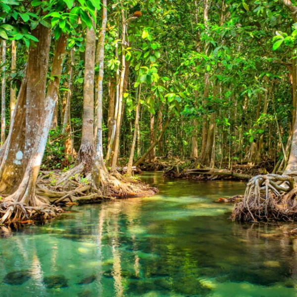 Trees representing the replanting project in the Indus River Delta